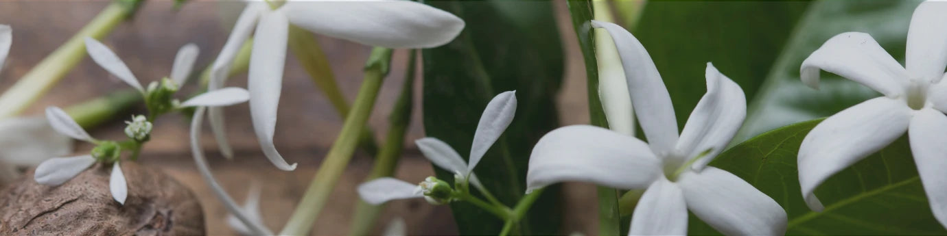 Delicate Jasmine